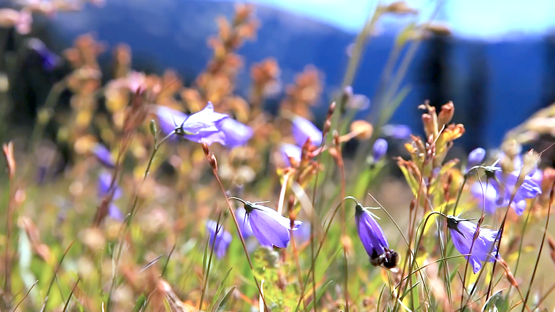 Sounds of the Olympic
