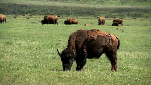 Year of the Bison