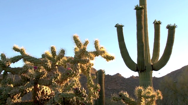 Saguaro Desert – Morning, Noon & Night