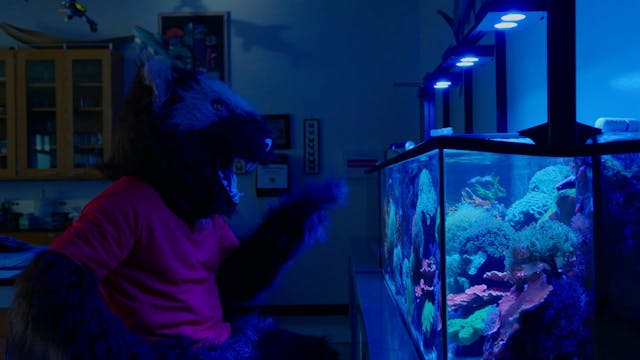 Buddy Wolverine | FishTank