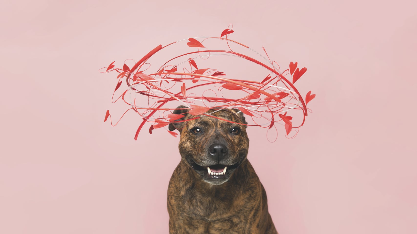 Meet Stevie, the Inspiration Behind Haute Dogs