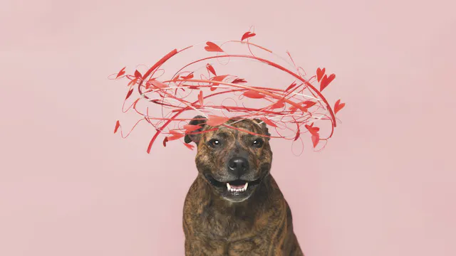 Meet Stevie, the Inspiration Behind H...