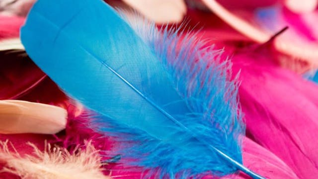10% discount on Nagoire Goose Feathers