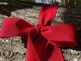 All about the Bow/ Trailer