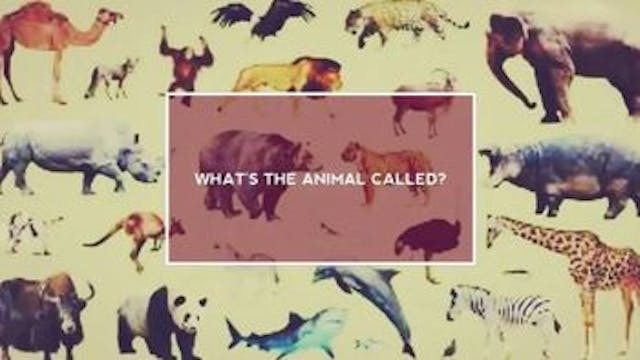 What's The Animal Called?