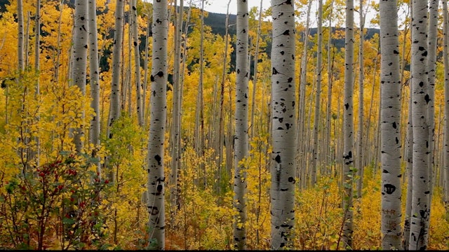 Fall Colors Colorado (with Music by Steven Halpern)