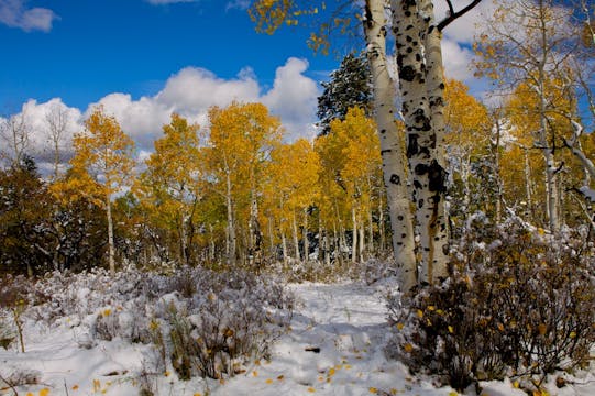 Fall Colors Colorado-Winter Snow (mus...