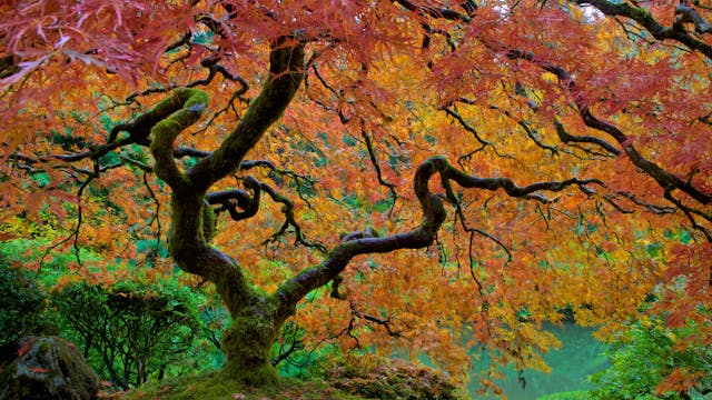 Portland Japanese Garden (music by St...