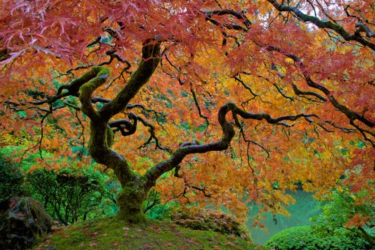 Portland Japanese Garden (music by St...
