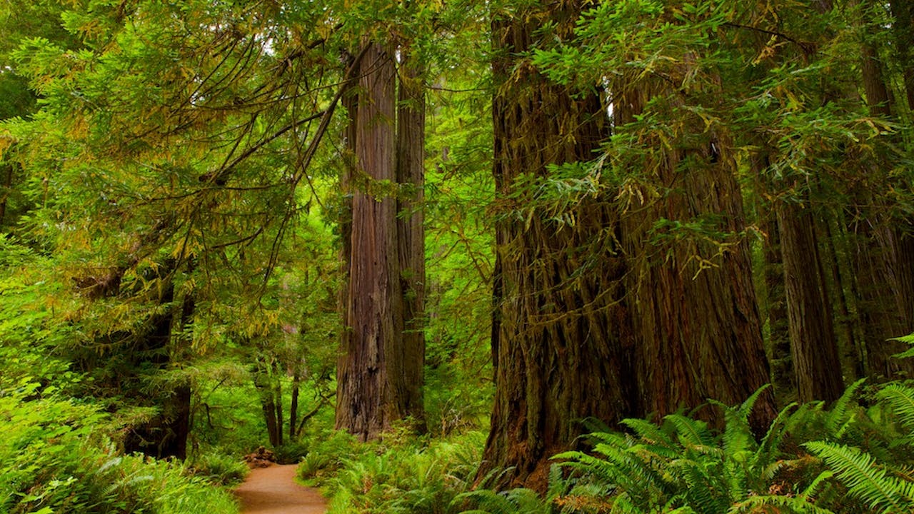 Redwood Coast California with Music by Steven Halpern