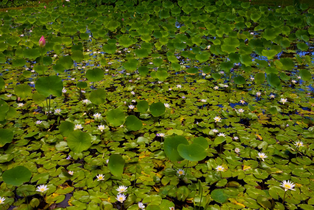 Beautiful Kaua'i & Portland Japanese Garden Bundle