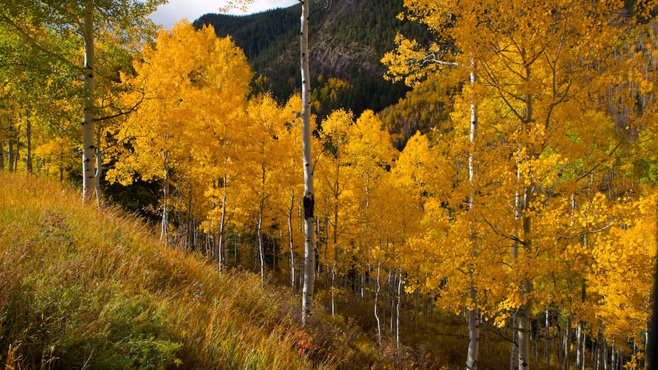 Fall Colors Colorado with Music by Steven Halpern