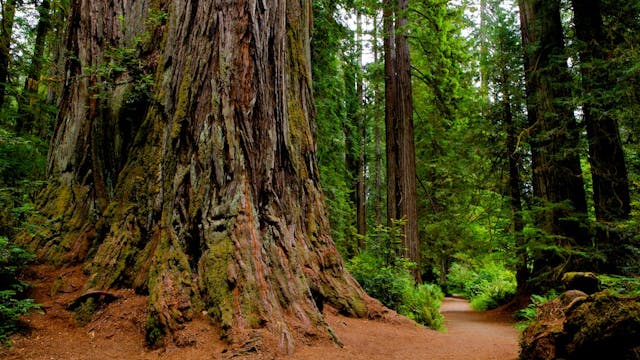 California Redwood Coast (music by Steven Halpern)