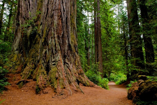 California Redwood Coast (music by Steven Halpern)