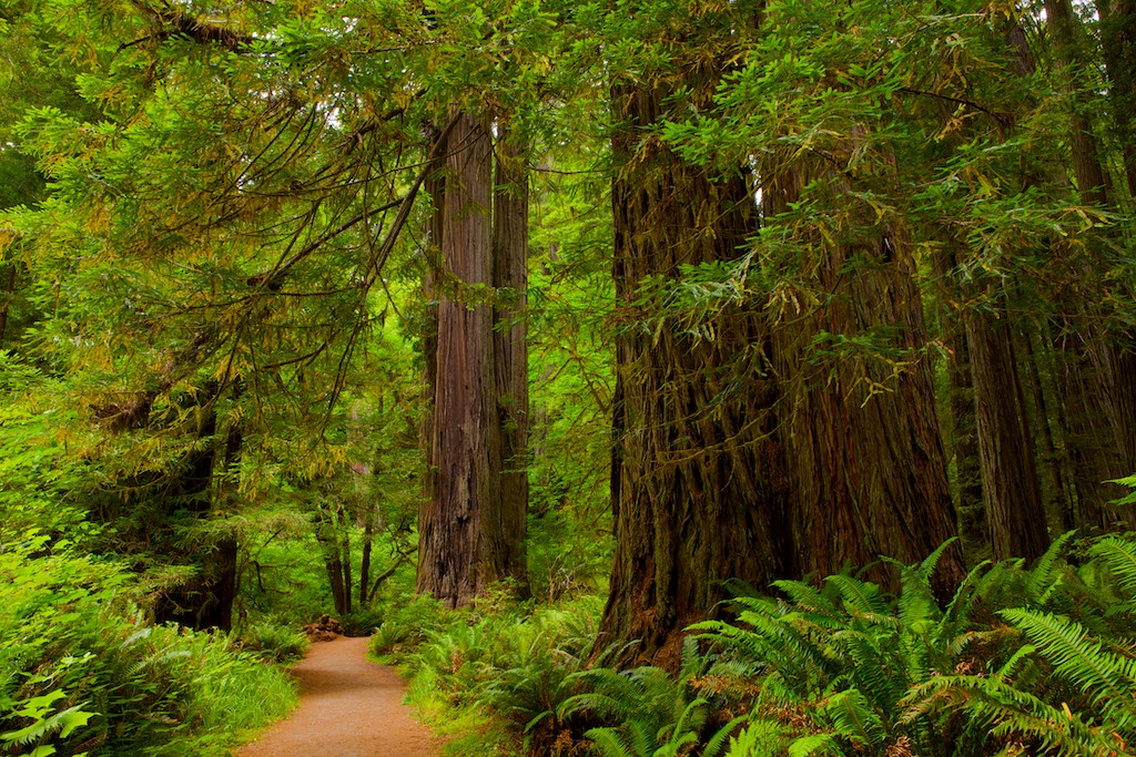 California Redwood Coast