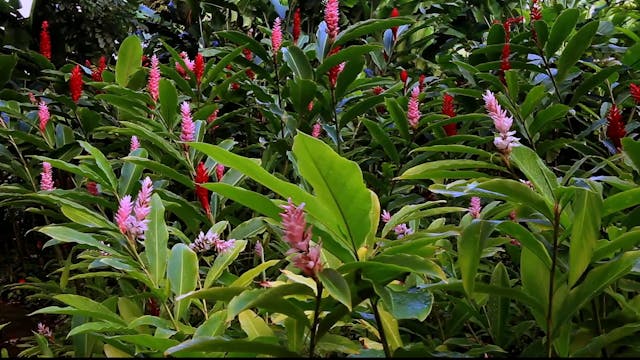 Beautiful Kaua'i & Portland Japanese ...