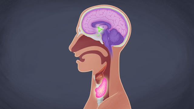 Hypothyroidism - Learn more