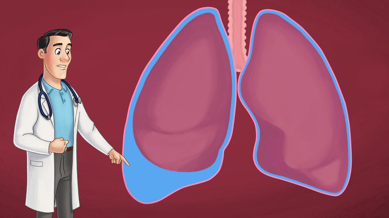 Lungs and airways collection