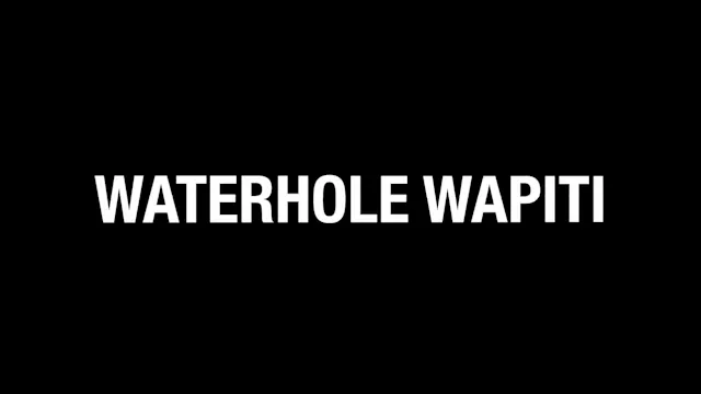 HB19.2 Waterhole Wapiti