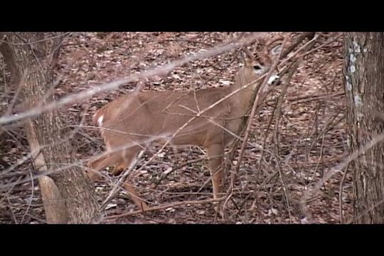 "Haybail Buck" HB1.10