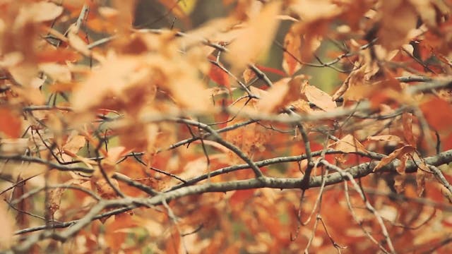 "Daddy Fat Sack" HB5.11