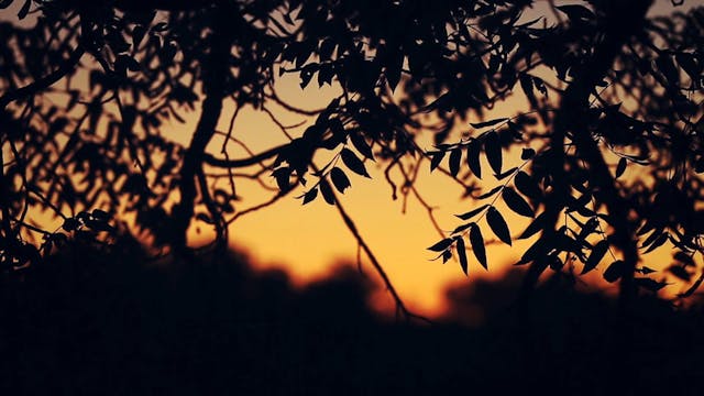 "Lucky Walnut" HB7.10