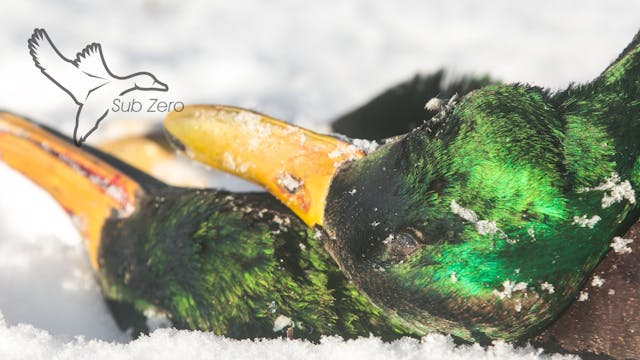 HEARTLAND WATERFOWL | 5.4 | "Sub Zero"