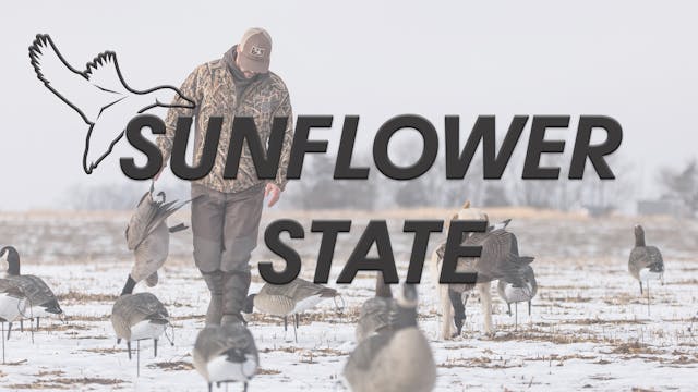 HW7.6 SUNFLOWER STATE