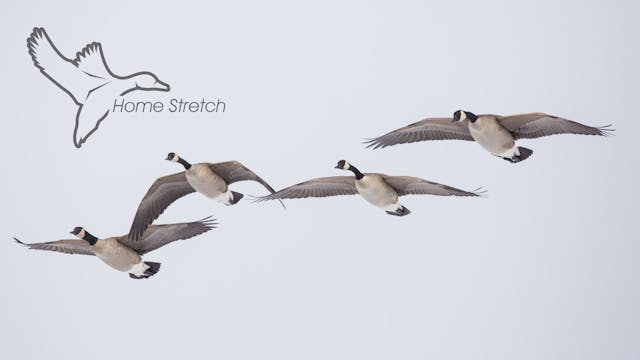 HEARTLAND WATERFOWL | 5.12 | "Home Stretch"