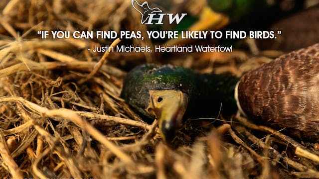 Heartland Waterfowl 2.5 "The Peas Knees"