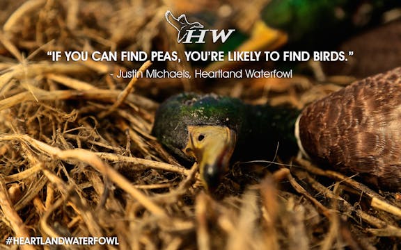 Heartland Waterfowl 2.5 "The Peas Knees"