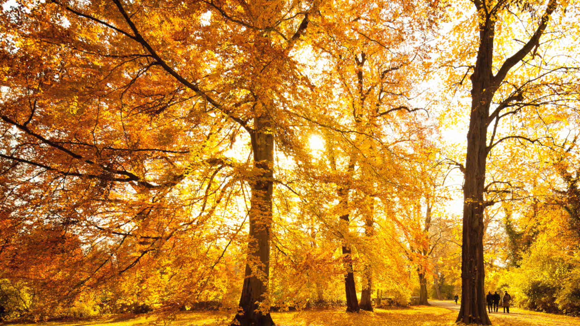 Fake is a Mistake Meditation