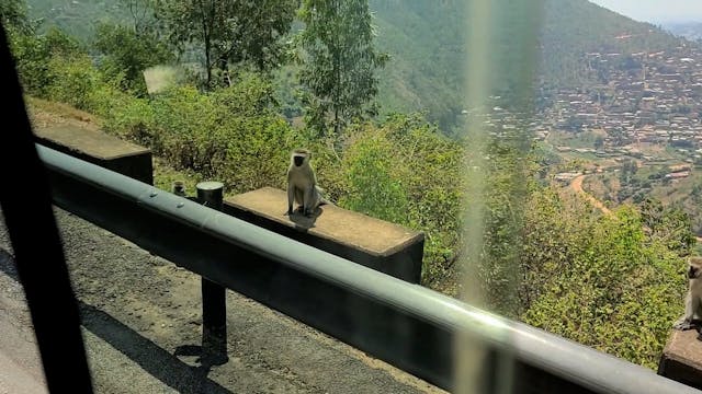 Monkeys in the hills of Rwanda