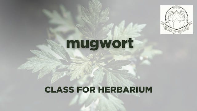 mugwort herbarium   2025-05-04 16:58:16