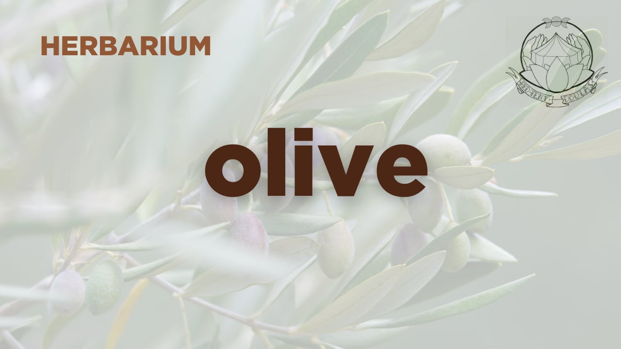 olive herbarium - june 2026