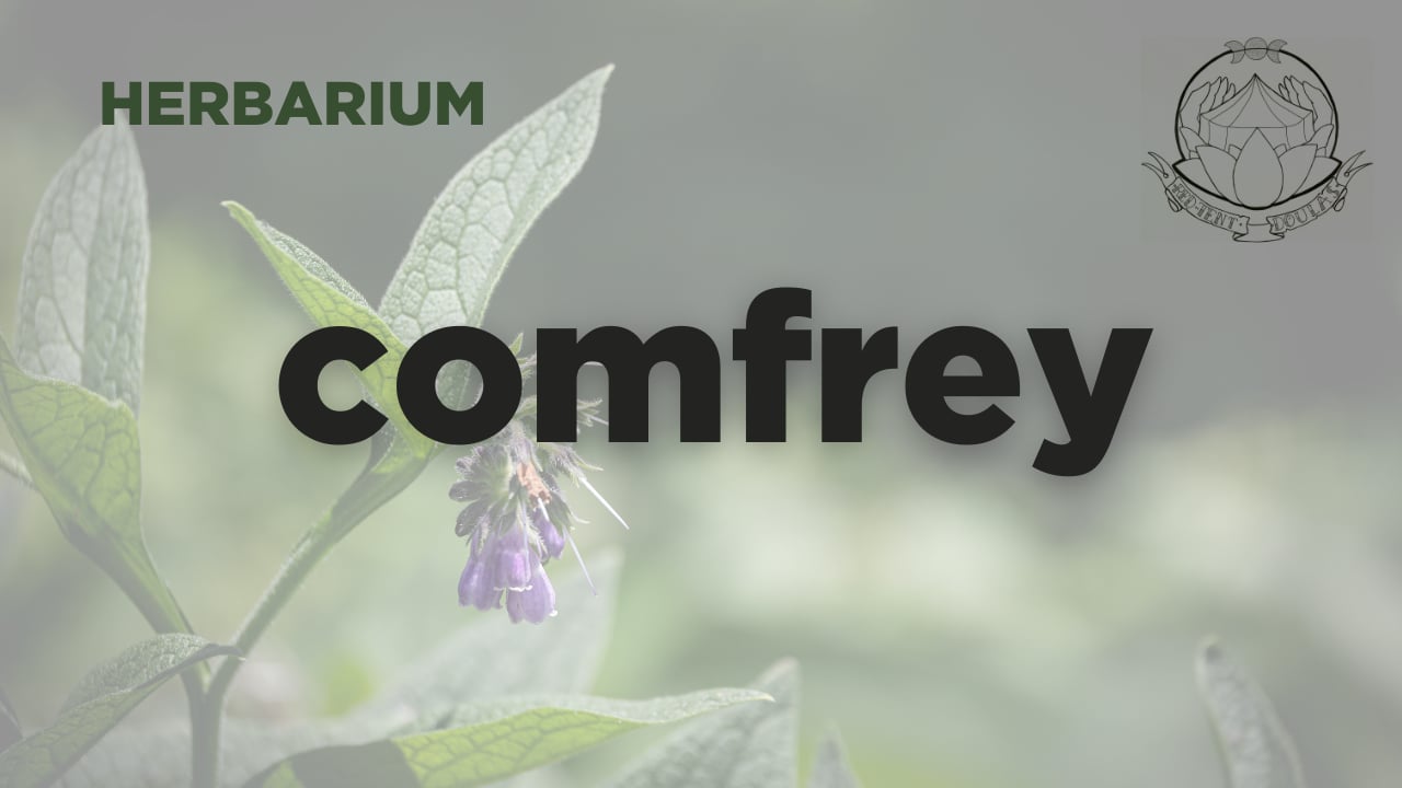 comfrey herbarium - september 2025