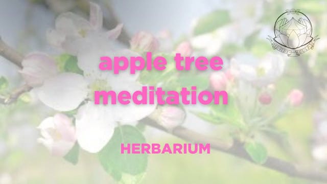 apple tree meditation  - 21/04/2025, ...