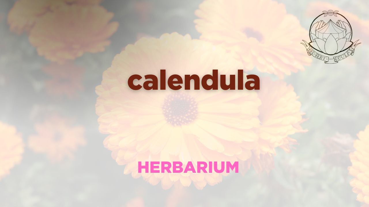 calendula herbarium
