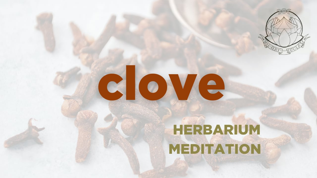 clove meditation - herbarium - october 2025