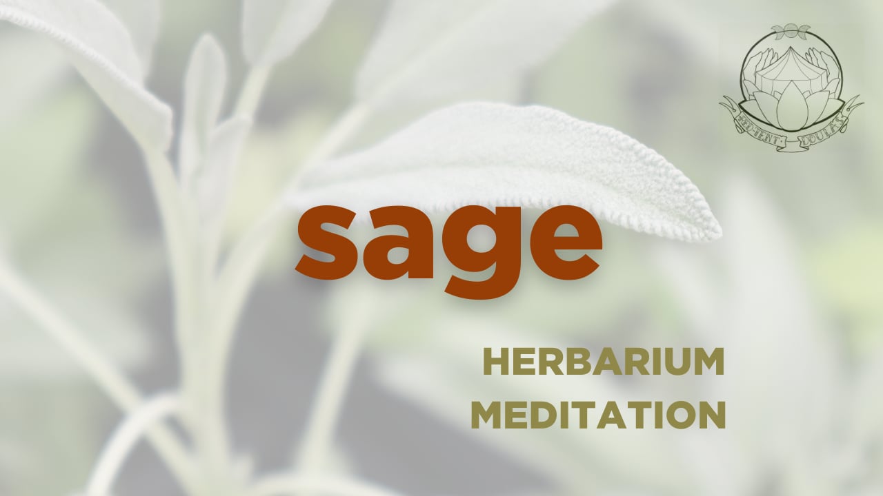Sage meditation  - september 2025 - herbarium