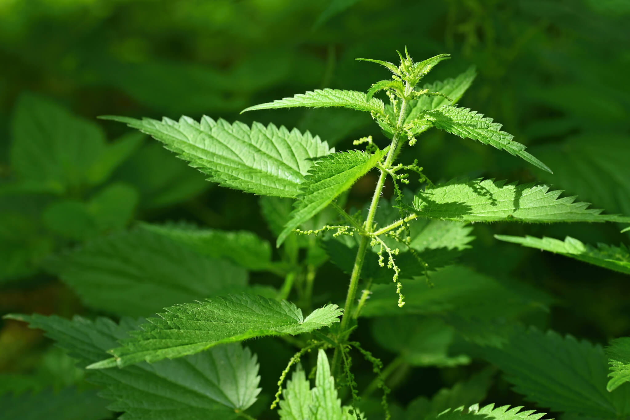 Nettle-Meditation.mp3