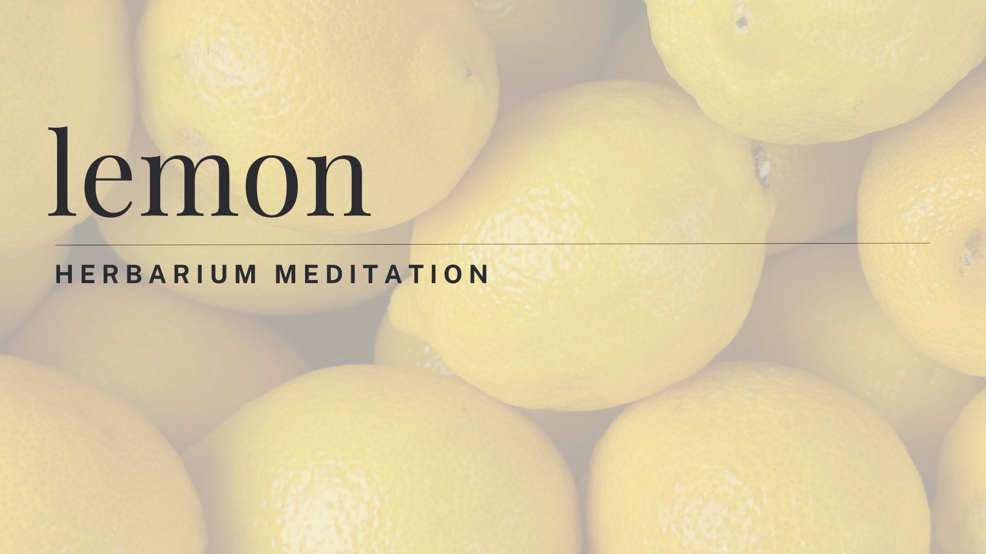 lemon meditation - herbarium - february 2026