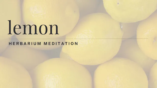 lemon meditation - herbarium - februa...