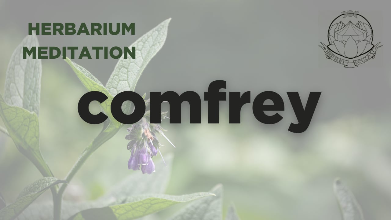 comfrey meditation - herbarium - september 2025