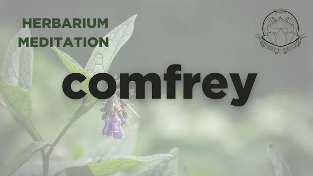 comfrey meditation - herbarium - sept...