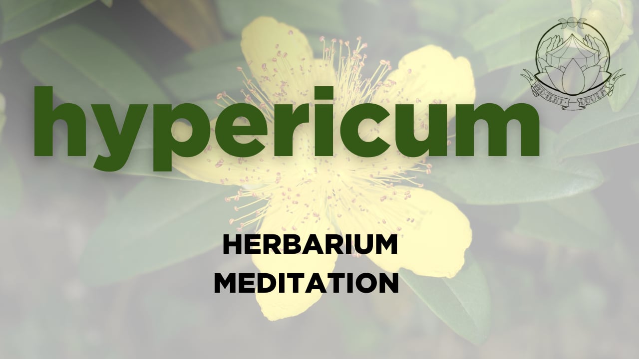 hypericum meditation - july 2026,