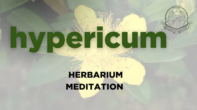 hypericum meditation - july 2026,