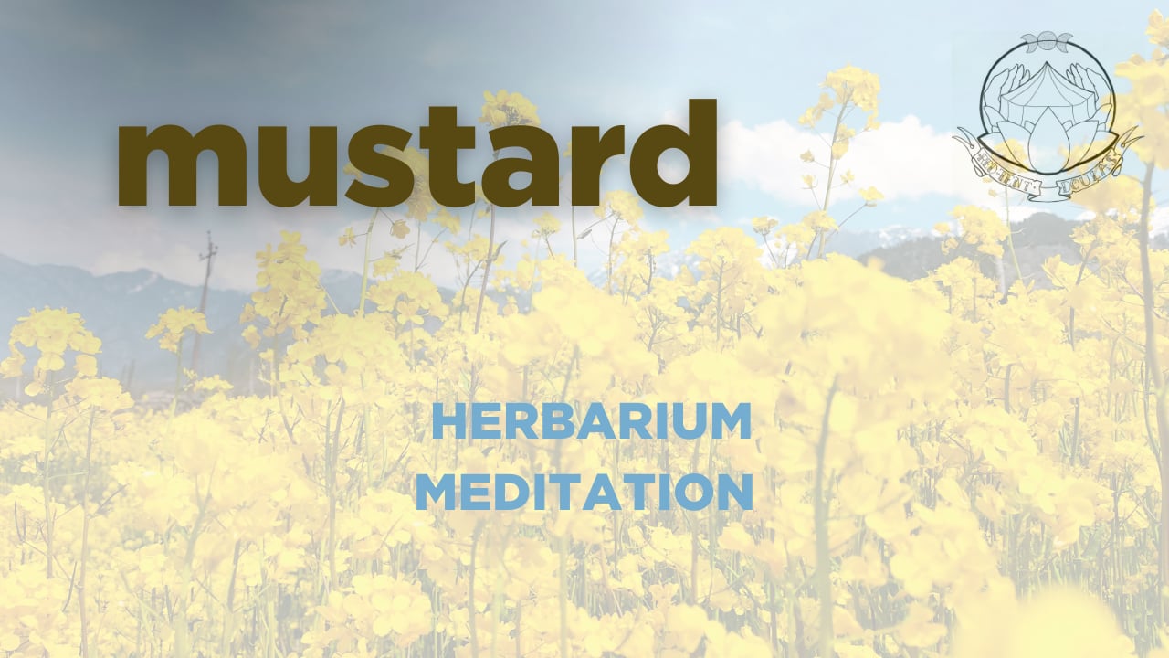 mustard meditation - herbarium - june 2026