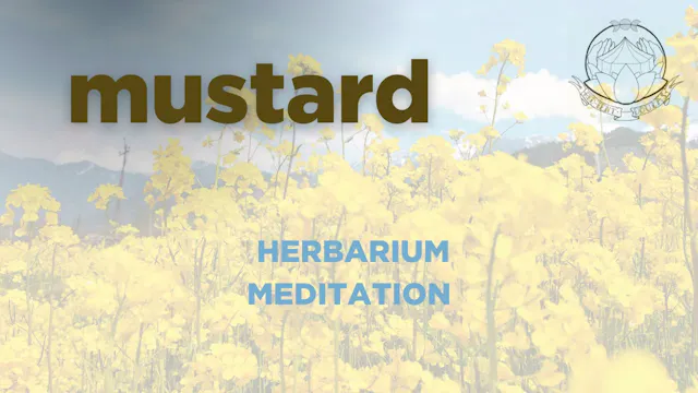mustard meditation - herbarium - june...