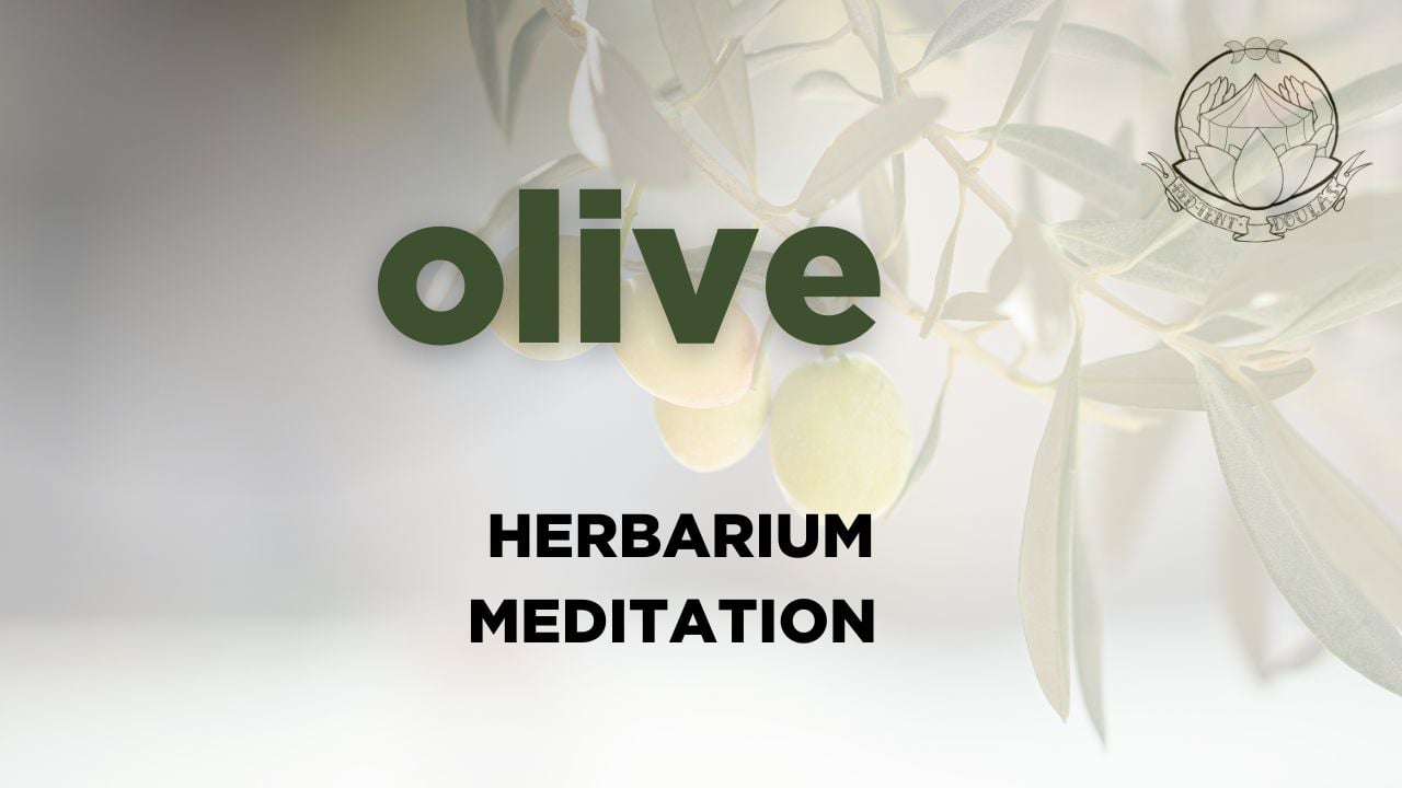 olive meditation  - may 2026 - herbarium